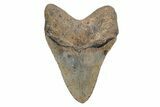 Fossil Megalodon Tooth - North Carolina #219956-2